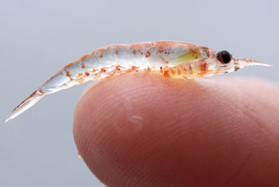 Who cares about krill?